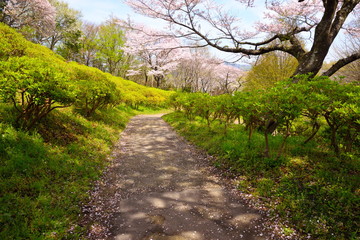 山道を覆うように咲く桜
二宮の吾妻山公園の山道を覆いかぶさるように咲いていた桜の木が非常に美しかった。