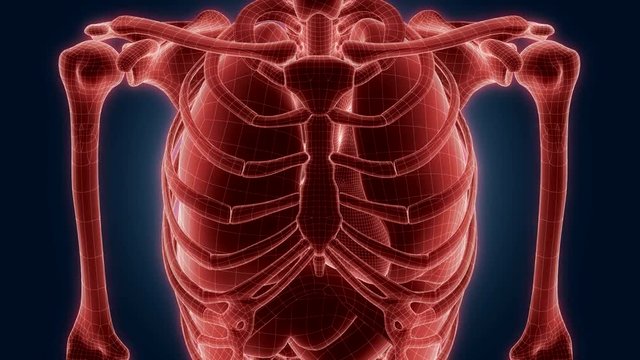 xray scan internal orans
