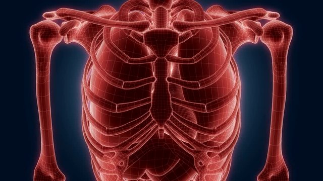 xray scan internal orans - liver