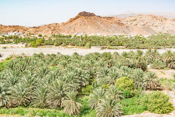 Date palm farm in the outskirts of Nizwa town, Oman.
