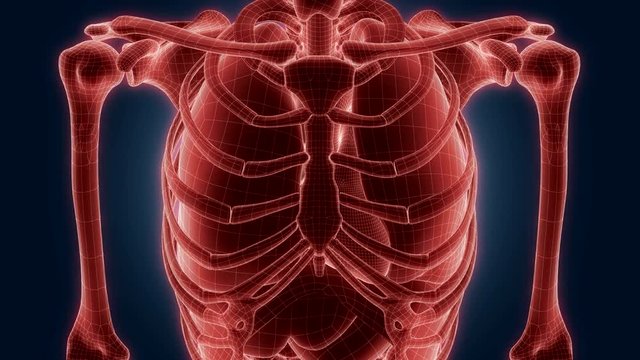 xray scan internal orans