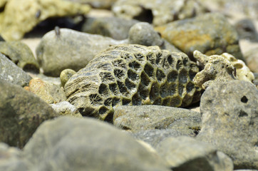 Stone on the beach in midday (Selective focus)
