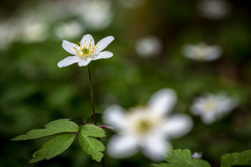 Macro shot of wood anemone flower