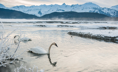 The tundra swans (Cygnus columbianus) swim in the freezing river.