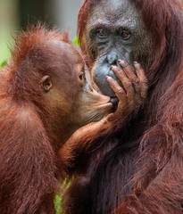 A female of the orangutan with a cub in a native habitat.The cub of the orangutan kisses mum. Borneo Rainforest. (Pongo pygmaeus) © Uryadnikov Sergey