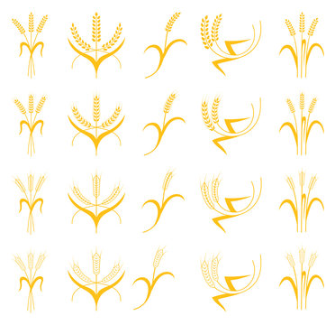 Set Ears of Wheat, Barley or Rye
