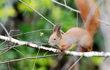 European red tree squirrel on the birch tree