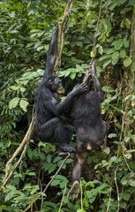 Obraz premium Bonobos (Pan Paniscus) on a tree branch. Green natural jungle background.