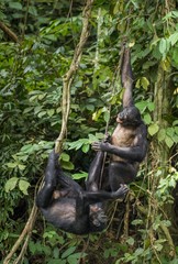 Bonobos (Pan Paniscus) on a tree branch. Green natural jungle background.