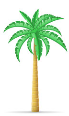 palm tree vector illustration