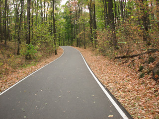 Road in the forest