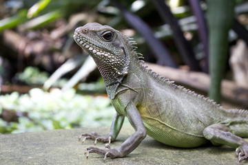 Close Up of an Asian Water Lizard