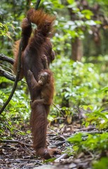 A female of the orangutan with a cub in a native habitat. Bornean orangutan (Pongo o pygmaeus wurmmbii) in the wild nature.