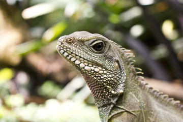 Close Up of an Asian Water Lizard