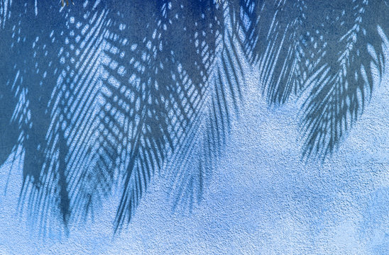 ombres de palmes sur mur crépi bleu