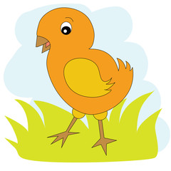 Chicken on the green grass