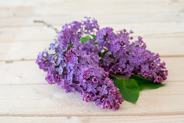Lilac flower on a wooden background