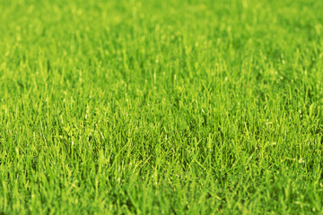 Fototapeta premium Green grass a sunny day