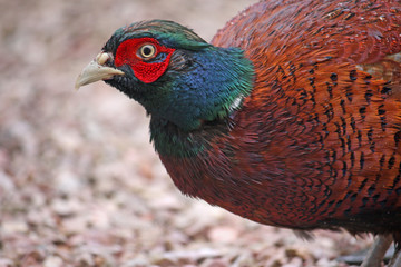 Pheasant