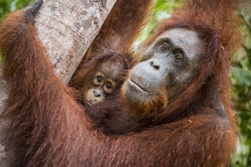 A female of the orangutan with a cub in a native habitat. Bornean orangutan (Pongo o pygmaeus wurmmbii) in the wild nature. © Uryadnikov Sergey