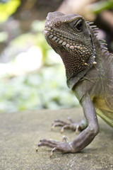 Close Up of an Asian Water Lizard