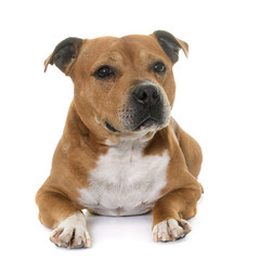 staffordshire bull terrier