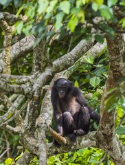The portrait of  juvenile Bonobo on the tree in natural habitat. Green natural background. The Bonobo ( Pan paniscus), called the pygmy chimpanzee.