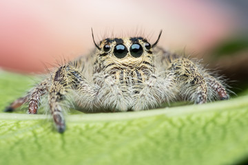 Jumping  spider   