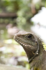 Close Up of an Asian Water Lizard