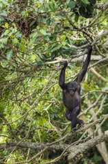 The portrait of  juvenile Bonobo on the tree in natural habitat. Green natural background. The Bonobo ( Pan paniscus), called the pygmy chimpanzee.