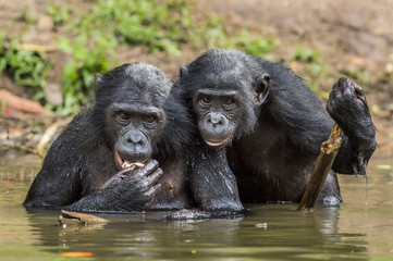 The chimpanzee Bonobos in the water. The bonobo ( Pan paniscus)