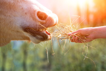 Horse eating from hand