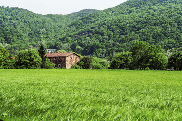 Fototapeta na wymiar Green wheat field at the foot of the mountain.
