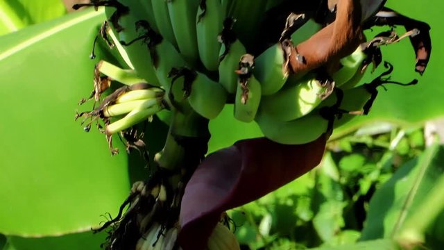 Bunch bananas on tree