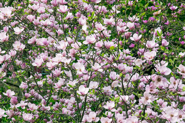 Pink magnolia flowers