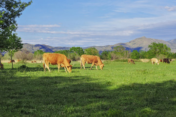 Cows grazing on a green lawn. In the background the Pyrenees.