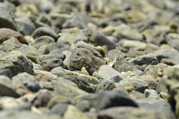 Stone on the beach in midday (Selective focus)
