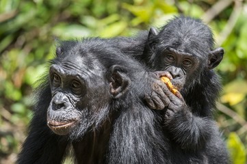 ?ub of a Bonobo on a back at Mother  in natural habitat. Green natural background.  The Bonobo ( Pan paniscus)