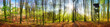 Panorama von Wald mit Sonne im Frühling