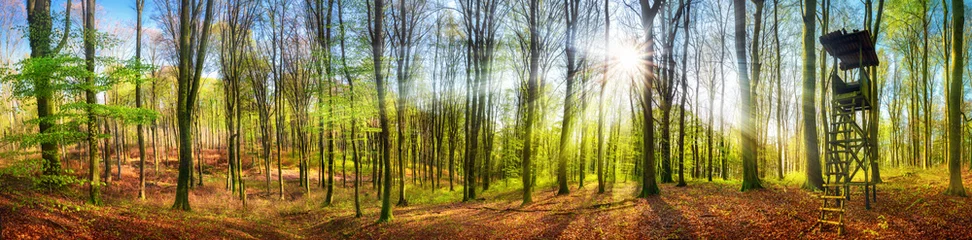 Foto auf Leinwand Panorama von Wald mit Sonne im Frühling © Smileus