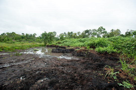 Plants on a volcano soil