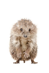 Portrait of a hedgehog standing on his hind legs