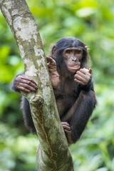The portrait of juvenile Bonobo on the tree in natural habitat. Green natural background. The Bonobo ( Pan paniscus)
