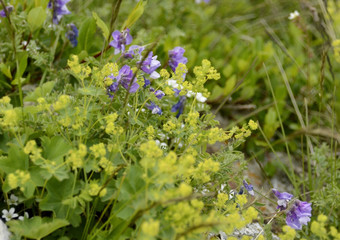 Mountain flowers and vetch in the meadow in Georgia
