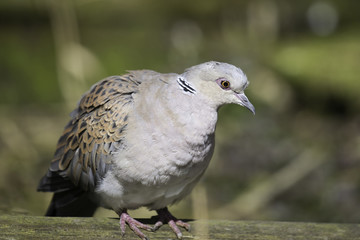 The European turtle dove (Streptopelia turtur)
