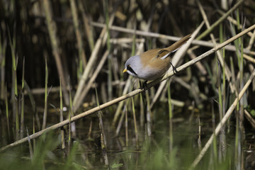 The bearded reedling (Panurus biarmicus) male perched on a reed.
