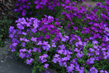 Obraz premium Blühendes Blaukissen Aubrieta