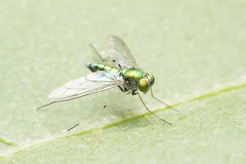 Fruit flies with beautiful green gold.