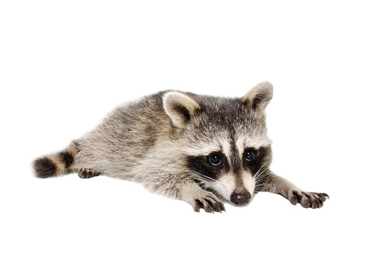 Portrait of a cute raccoon