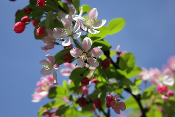 rosa Pflaumenbl&uuml;ten im Fr&uuml;hling